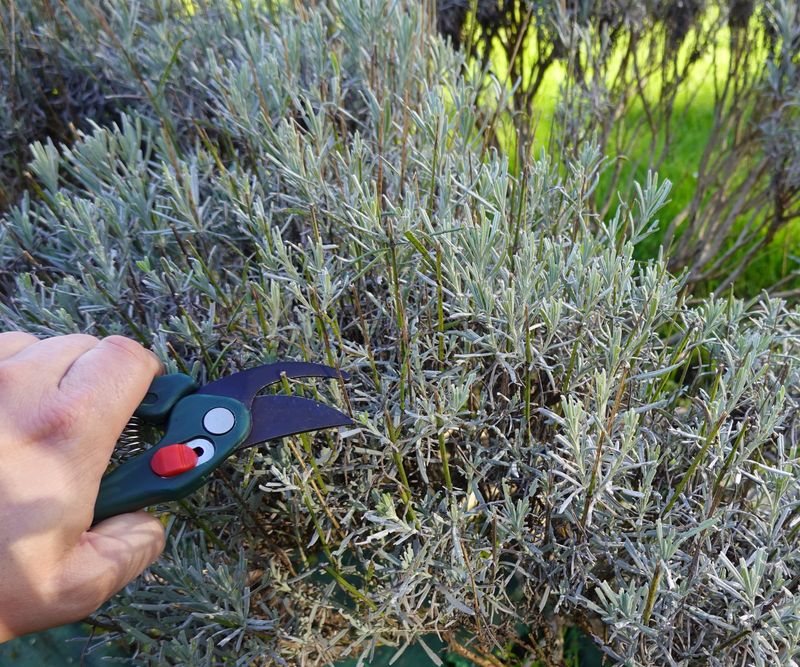 Remove Damaged or Diseased Stems