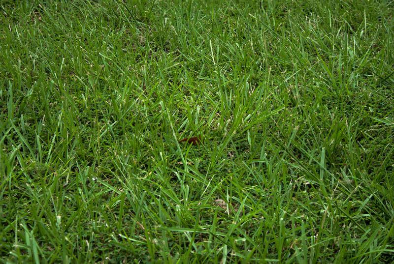Grass type starts the September decision