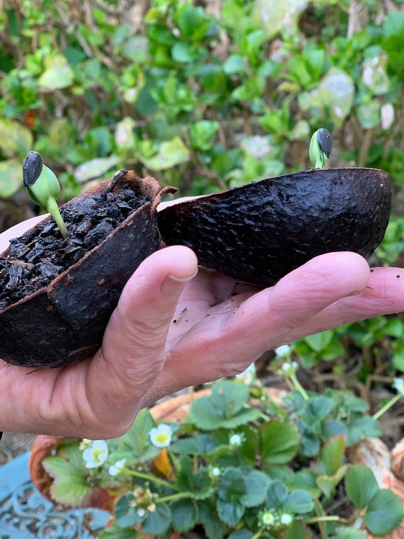 Avocado Skins