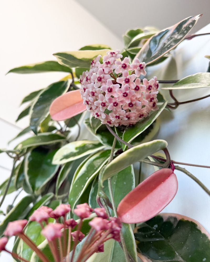 Hoya carnosa 'Tricolor' (Krimson Queen)