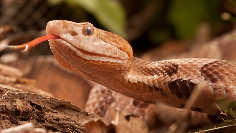 What the snake may be hunting nearby