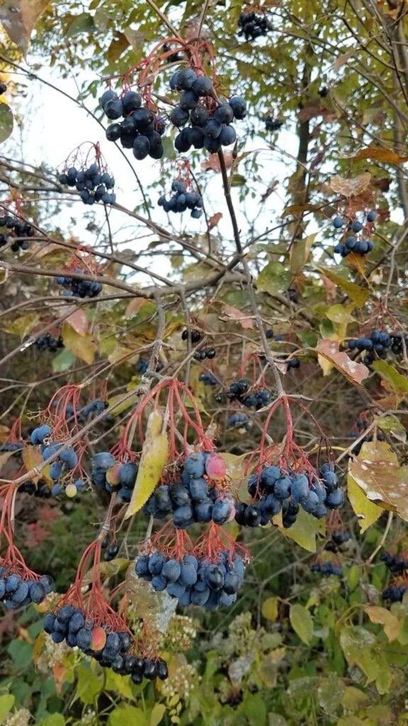 Nannyberry (Viburnum lentago)