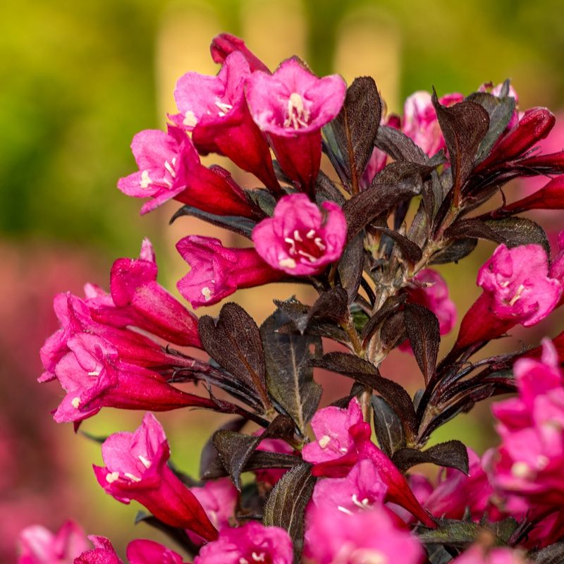 Weigela