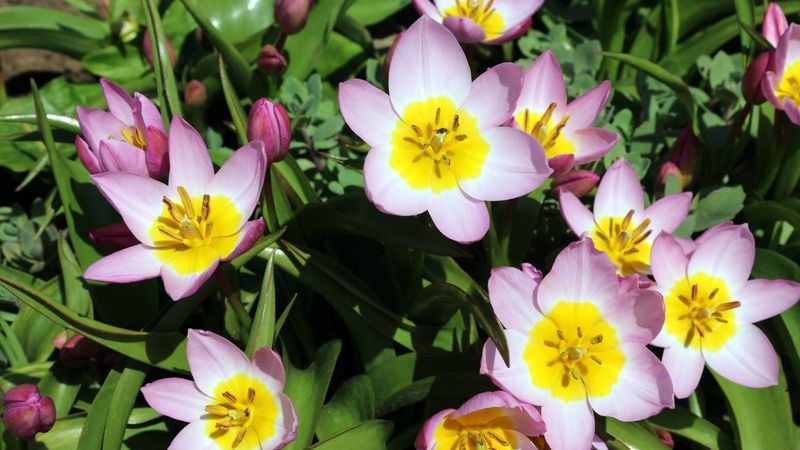 Species Tulips