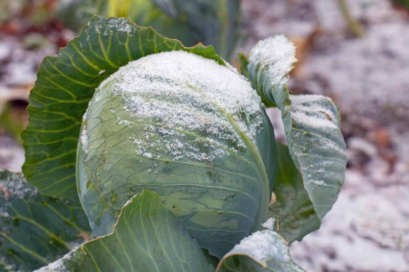 Cabbage
