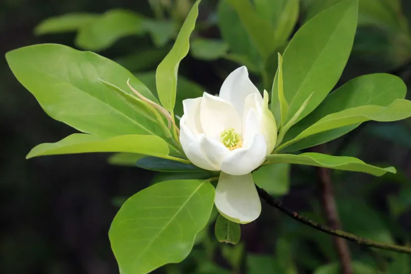 Sweetbay Magnolia (Magnolia virginiana)