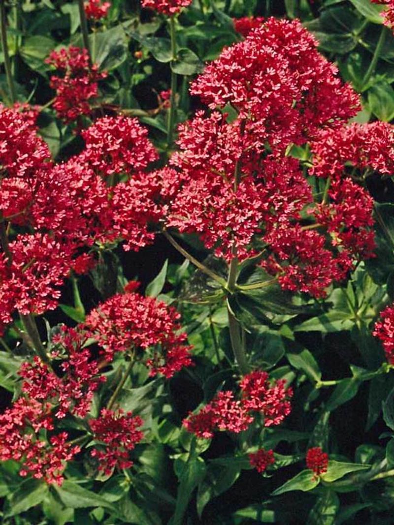 Jupiter's Beard (Centranthus ruber)