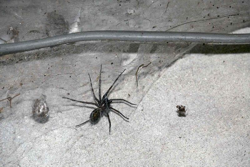 House Spiders