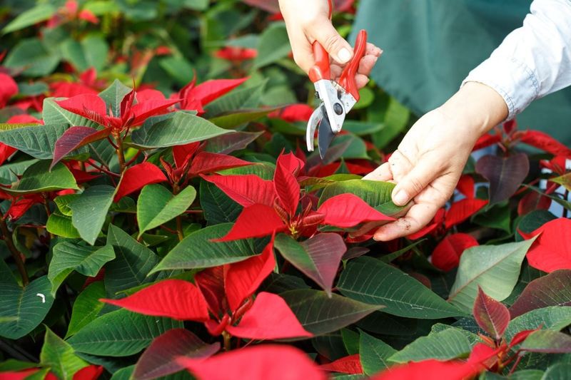 Prune and Pinch for More Stems