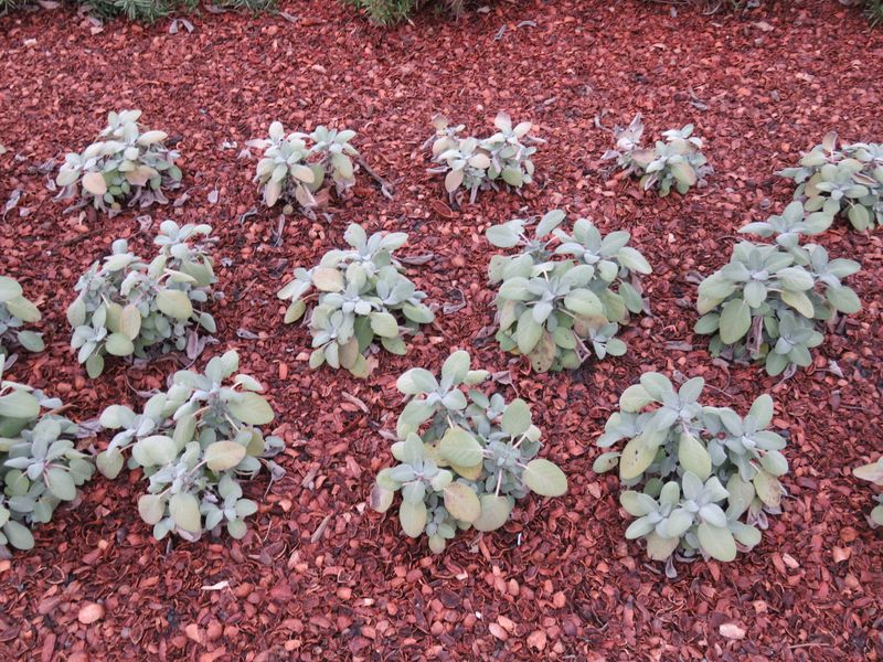 Let sage earn its place through several modest benefits