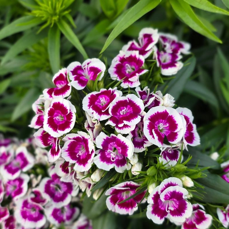 Dianthus (Sweet William)
