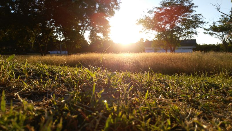 Choose the Right Grass Seed
