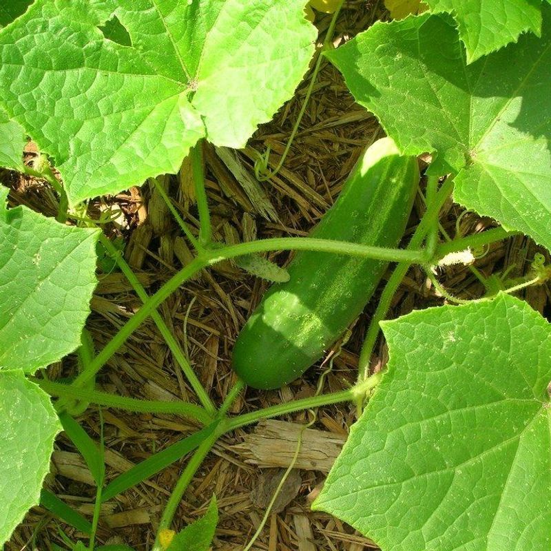 Leaving Ripe Cucumbers on the Vine Too Long