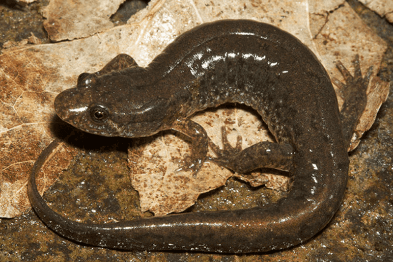 North Carolina’s salamanders need different kinds of habitat