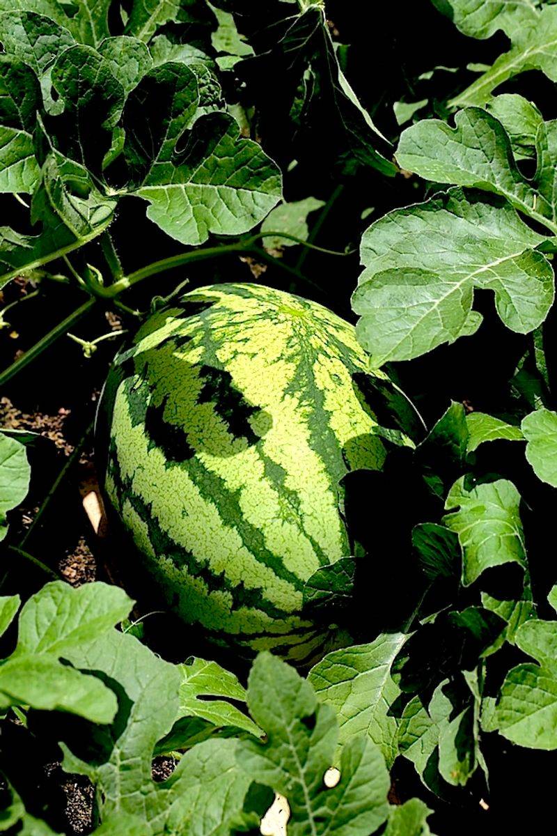 Protect the fruits until they actually ripen