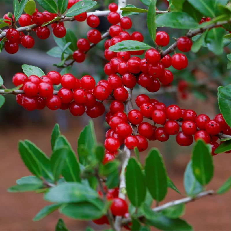 Yaupon Holly