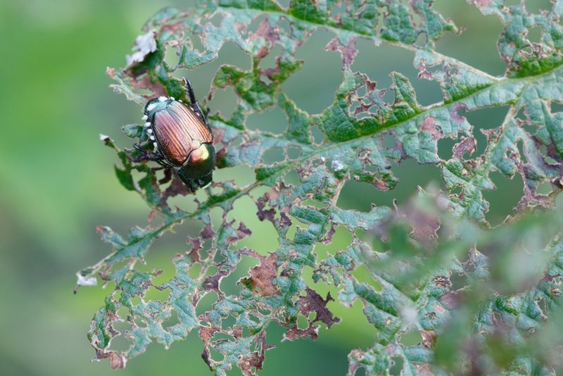 A protected lawn cannot block incoming beetles