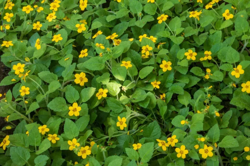 Plant for establishment before expecting a durable display