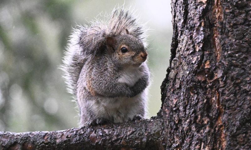 Eastern Gray Squirrel