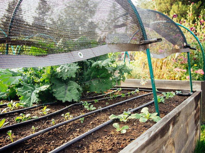 Reduce lingering heat without trapping emerging seedlings