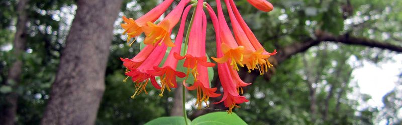 The native vine behind the hummingbird appeal is coral honeysuckle
