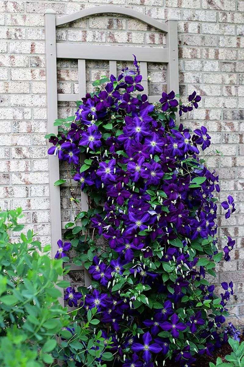 Treat a newly planted clematis differently