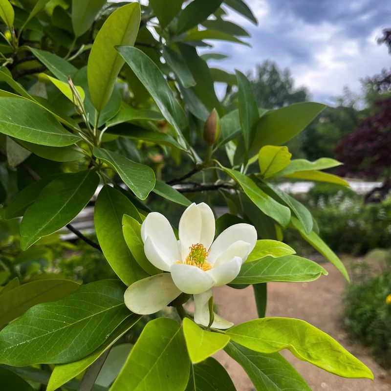 Sweetbay Magnolia (Magnolia virginiana)