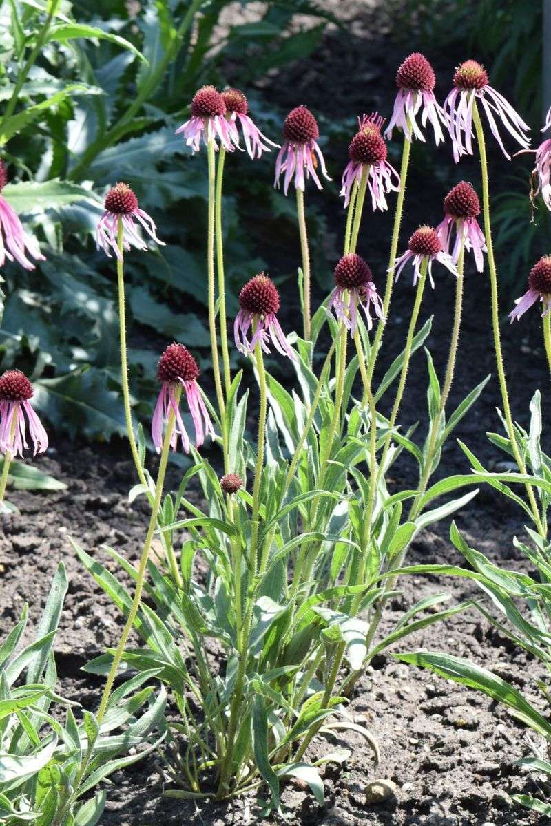 Let the Soil Drain Fast