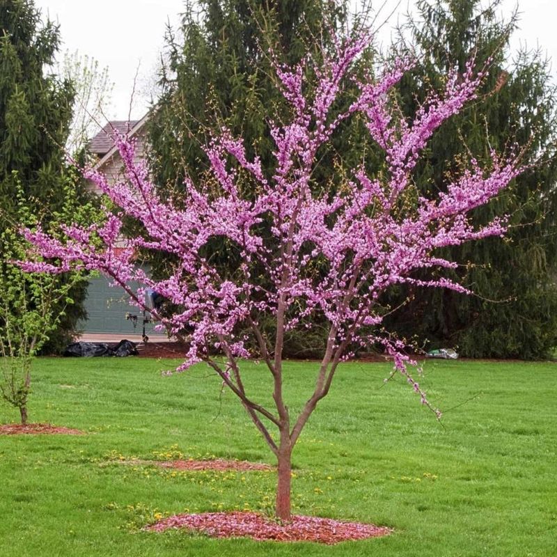Eastern Redbud