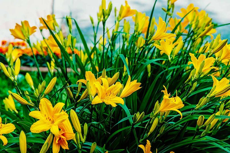 Daylily