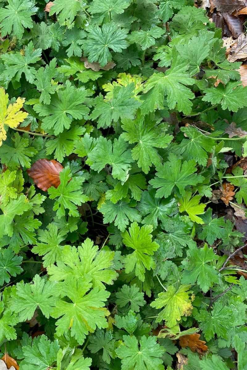 Hardy Geraniums