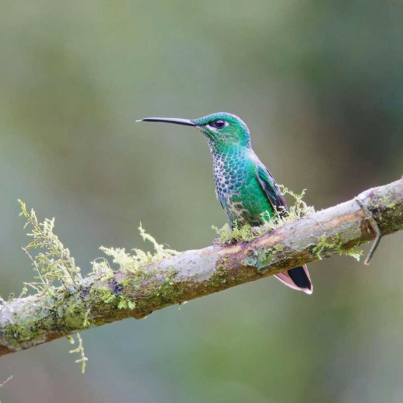 Lack of Sufficient Shelter and Perching Spots