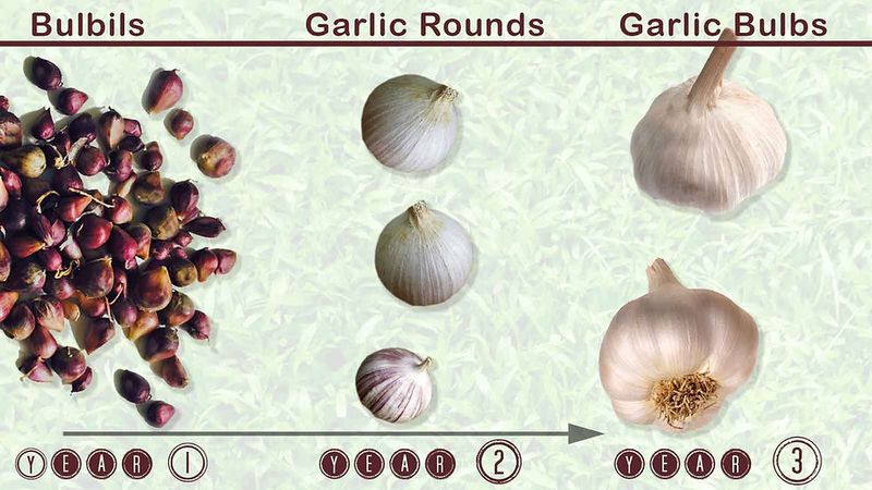 Check the Other Causes of Tiny Rounds
