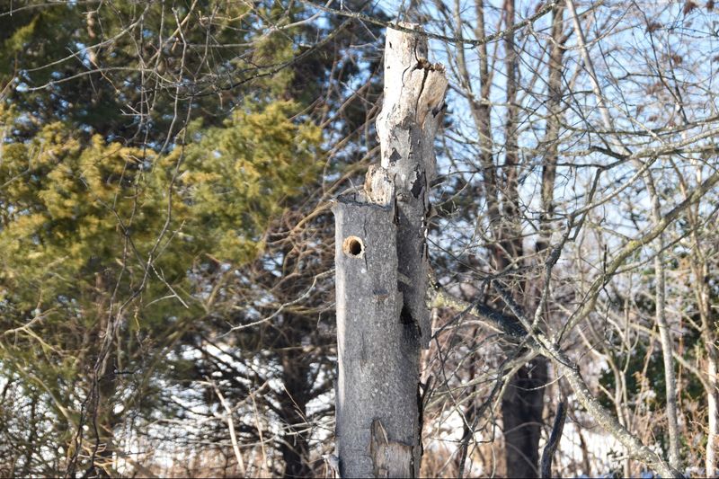 Tree Cavities Explain the Habitat Connection
