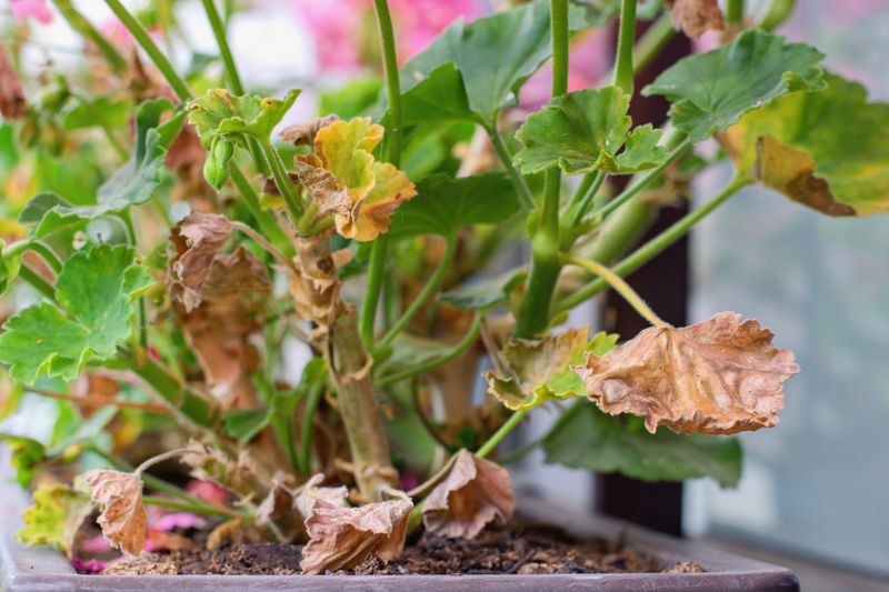 Remove Dead or Fading Leaves