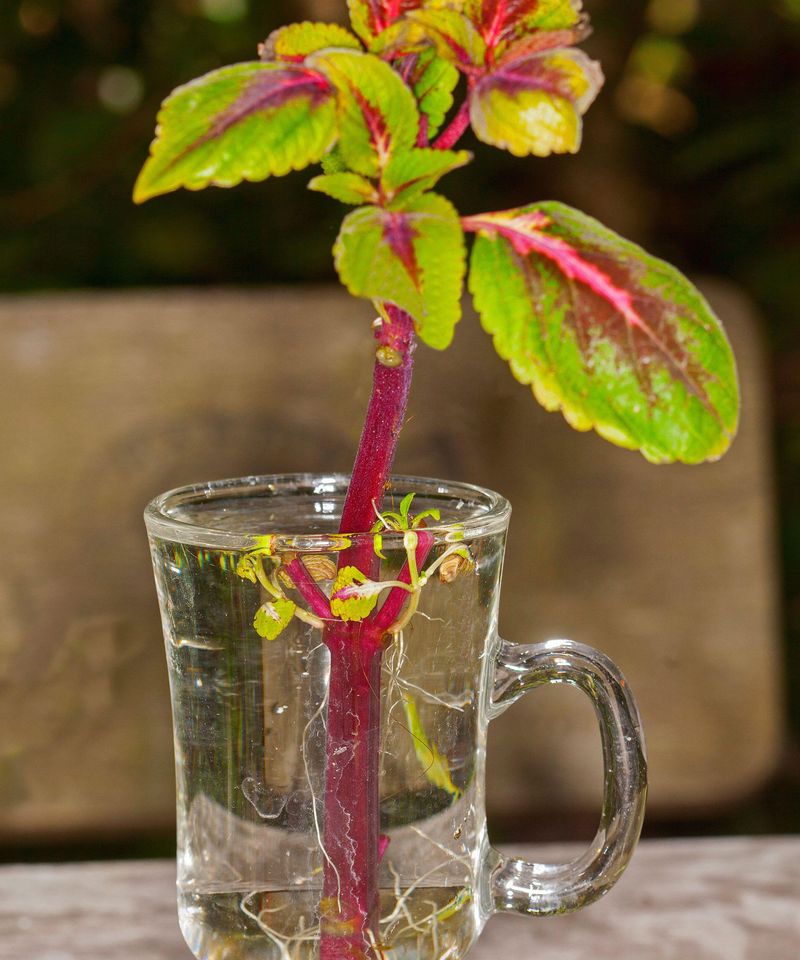 Keep the water clean while roots develop
