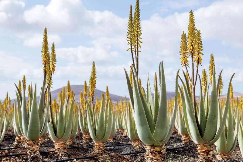 What a bloom may—and may not—tell you