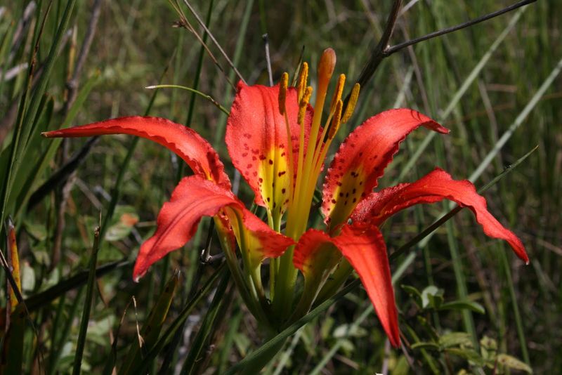 Catesby's Lily (Lilium catesbaei)