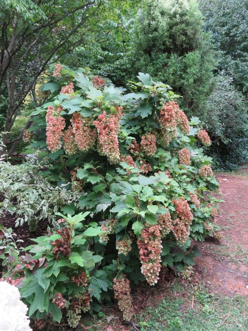 Prune immediately after flowering when pruning serves a purpose