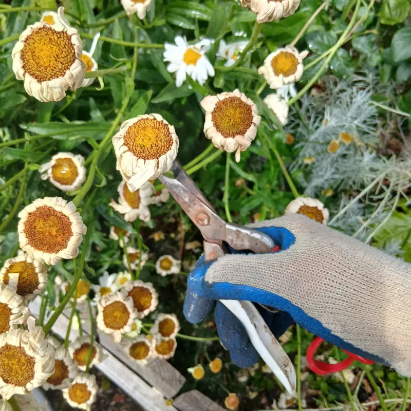 Shasta Daisy