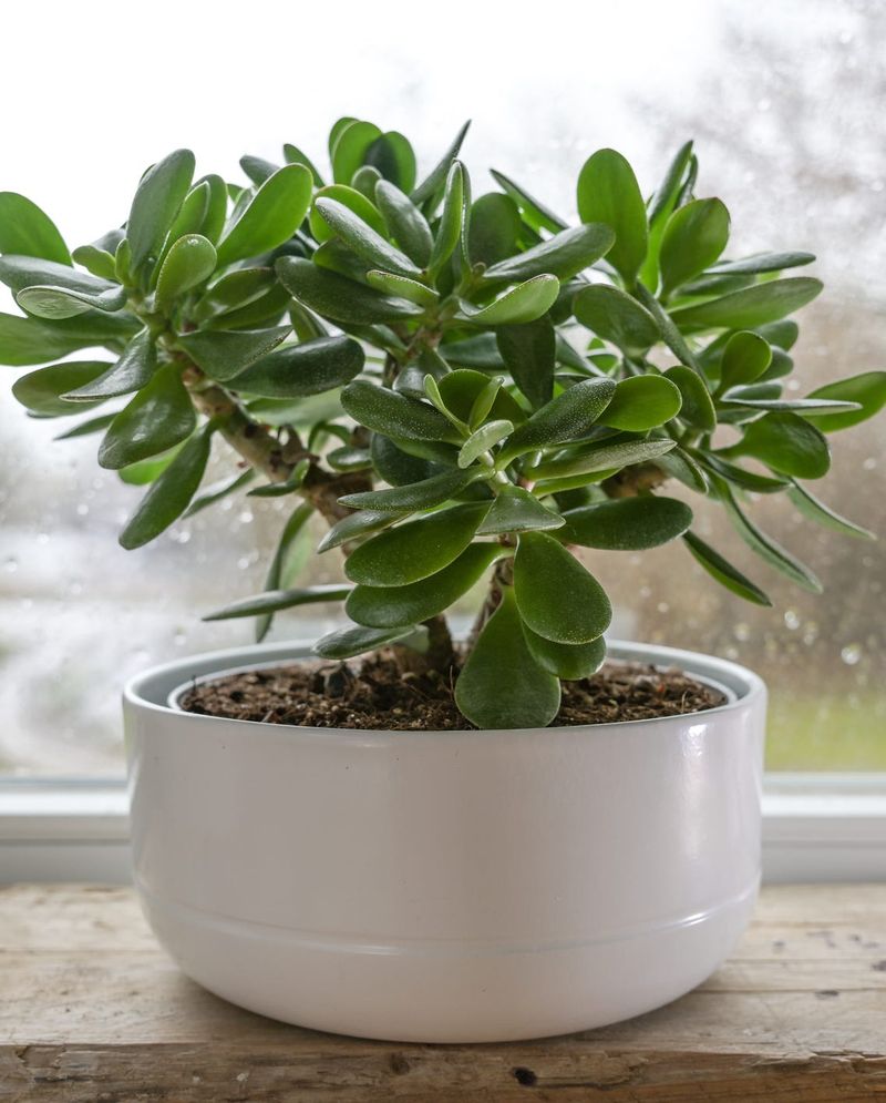 Jade Plant