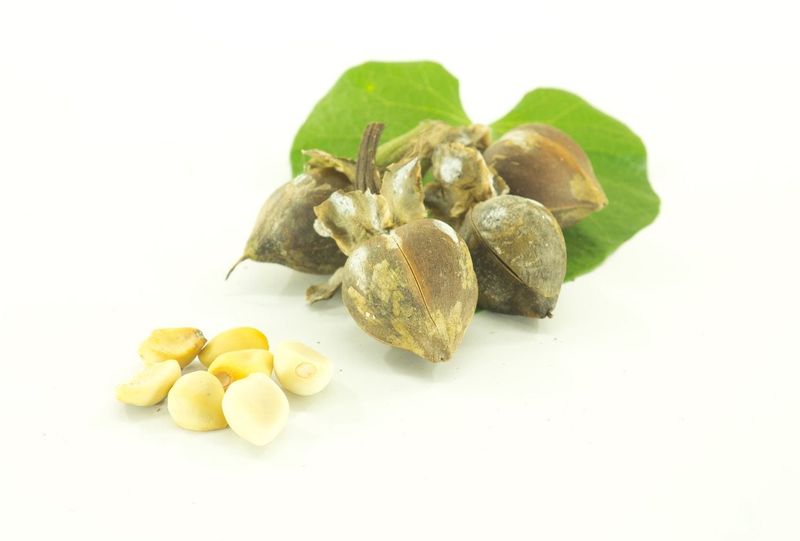 Check Whether Your Vine Set a Mature Pod