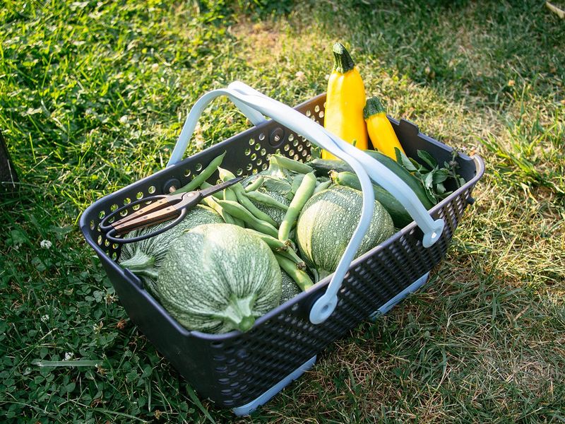 Peppers, Squash, and Beans