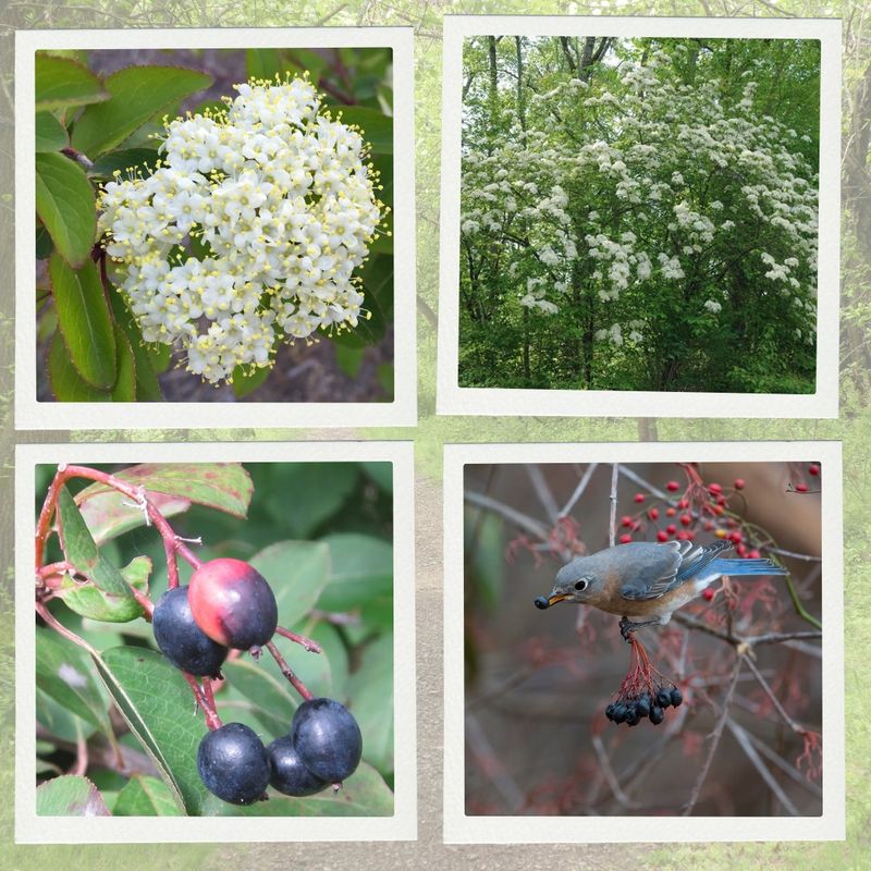 Viburnum (Viburnum spp.)