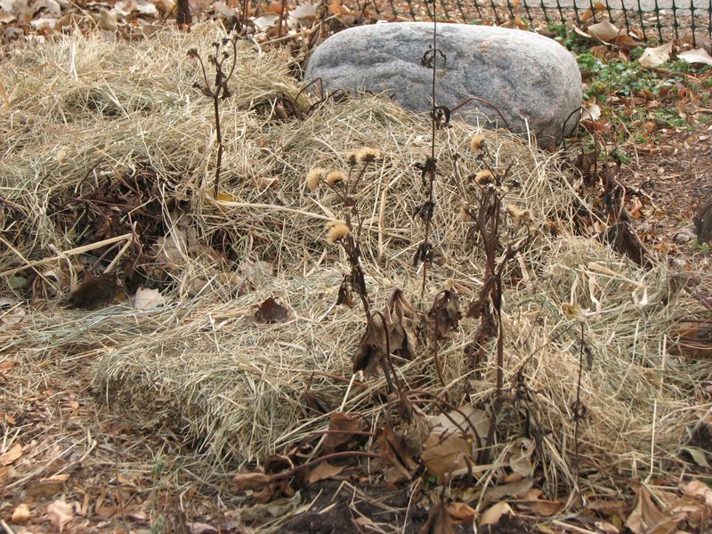 How winter cover protects vulnerable plants