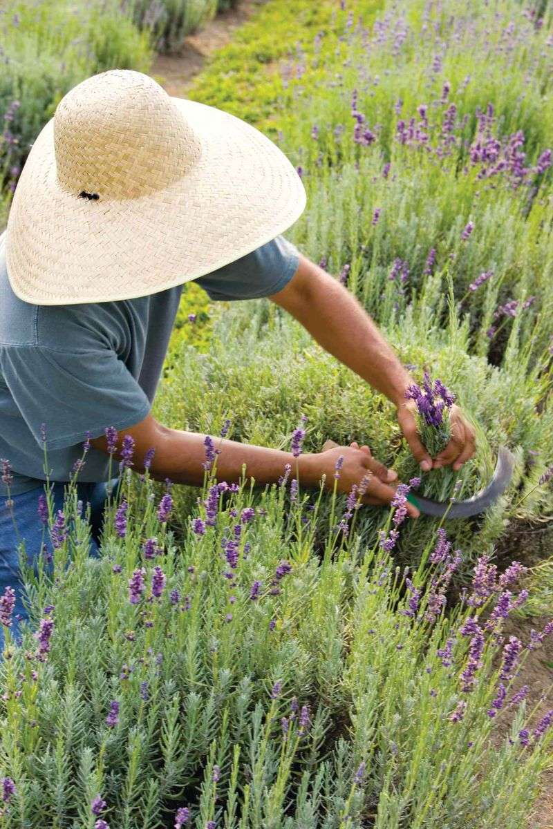 Harvest Blooms Just as They Open
