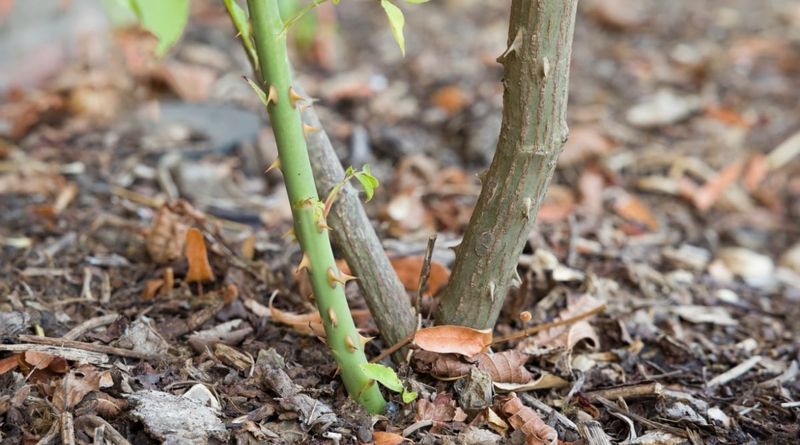 Remove Rootstock Suckers and Check for Pests