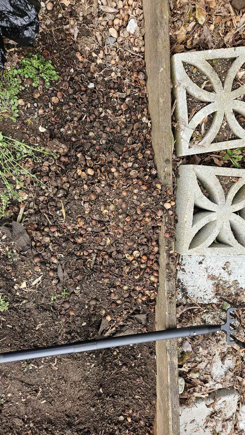 Crushed Acorn Mulch for Blueberries and Shrubs