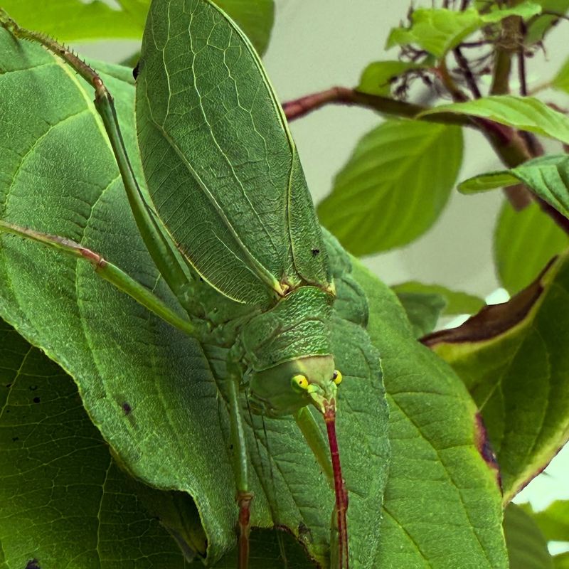How to tell katydids from cicadas