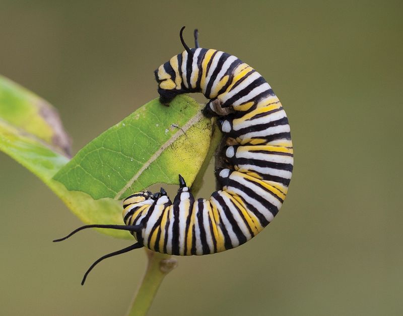 Nectar for adults is not food for caterpillars